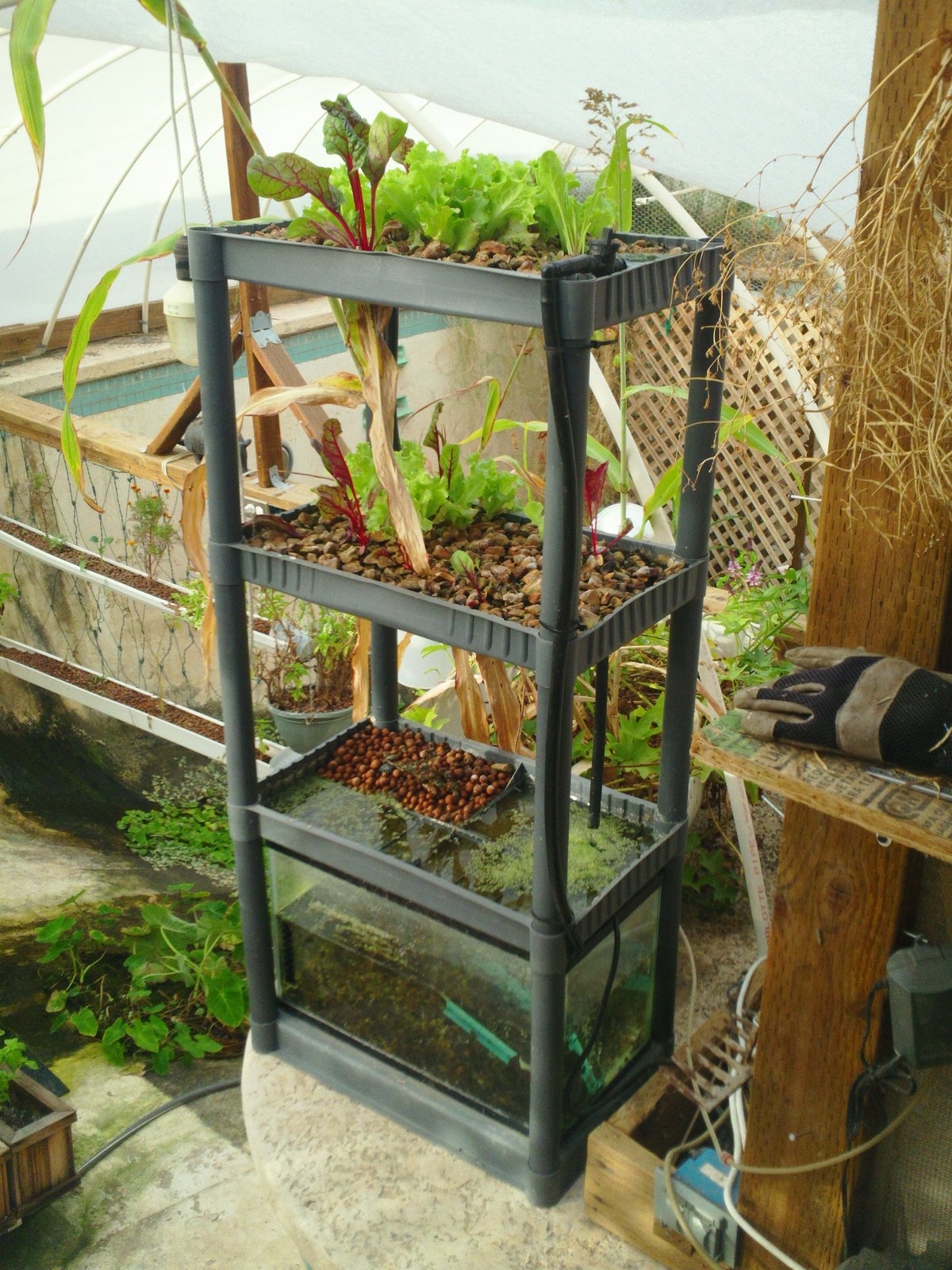 A Garden Pool Shelfponics variation built from two plastic bookshelves side by side sharing one fish tank