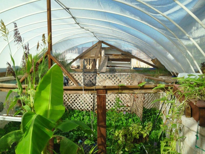 Inside the original Garden Pool in Mesa, Arizona, where plants grow under a greenhouse roof above a converted swimming pool