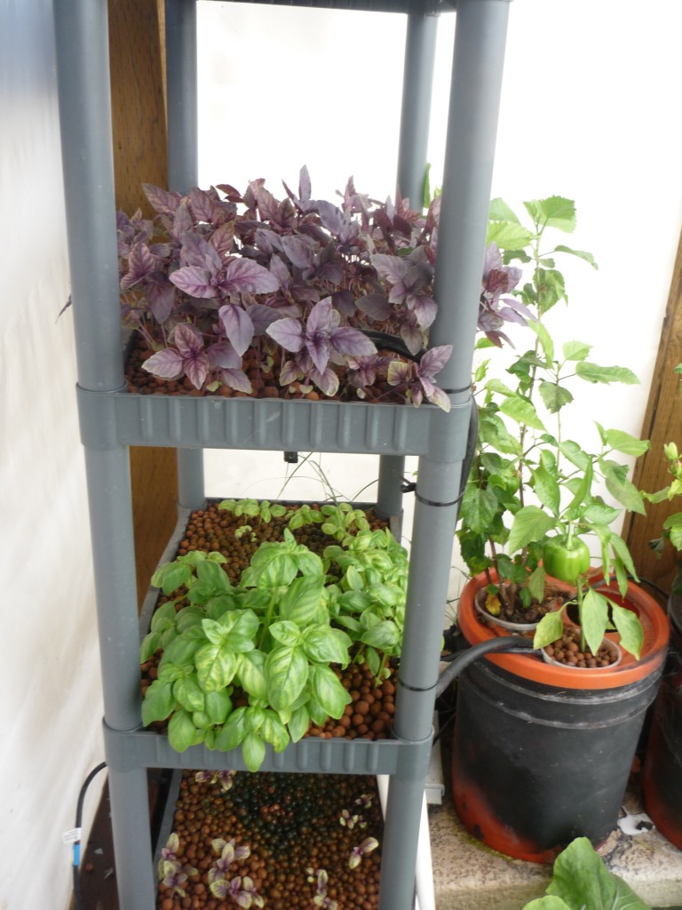 Black Seeded Simpson lettuce growing in the clay media of a Garden Pool Shelfponics tray