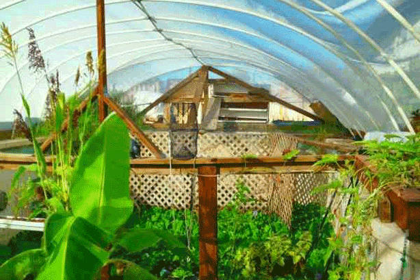 The original Garden Pool — chickens, fish, and plants thriving together inside the converted swimming pool