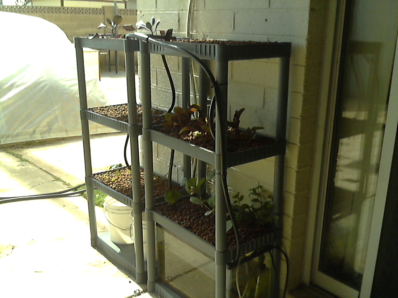 The Shelfponics bookshelf system integrated into the Garden Pool closed-loop system with basil growing in the trays