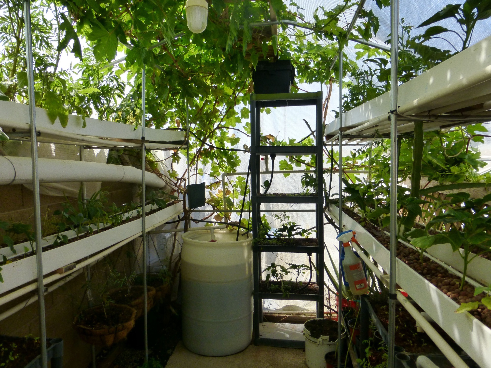 Inside the original Garden Pool — tiered PVC growing troughs, water barrels, and dense plant life